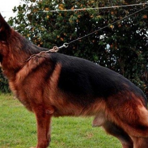 Orijinal saglam k9 satiram iki disi bir erkekdi co