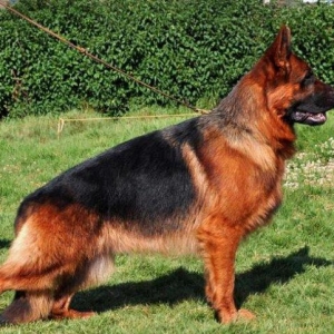 Orijinal saglam k9 satiram iki disi bir erkekdi cox adam nemka saxlaya