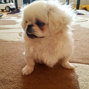 6 ayliq disi pekines . oynamagi, gezmeyi  xoslayir. Yalniz evde saxlan