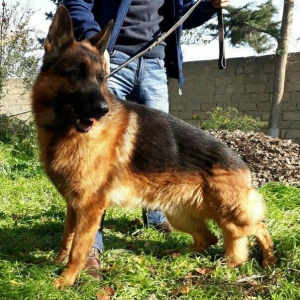 satlir elevae mellumat ucun whatsap ve ya telde el