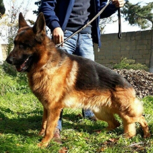 satlir elevae mellumat ucun whatsap ve ya telde elaqe saglaya bilersiz