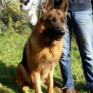 satlir elevae mellumat ucun whatsap ve ya telde elaqe saglaya bilersiz