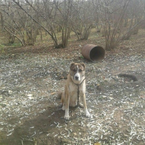 15 ayliq coban iti iki dene nemec avcarka kűcüklernen deyiwirem..satm