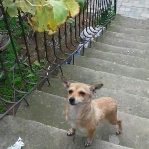 1 erkey 2 diwi zvanoklar erkey 1 yaw 1 ayliqdi diw