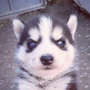 Salam temiz xaski balaları satılır erkek dişi 