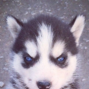 Salam temiz xaski balaları satılır erkek dişi var 1 aylıq balalardı 4