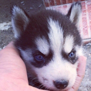 Salam temiz xaski balaları satılır erkek dişi var 1 aylıq balalardı 4