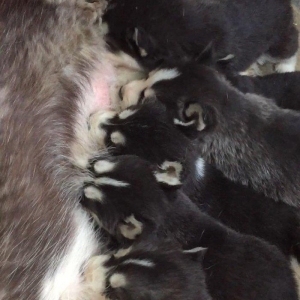 Salam temiz xaski balaları satılır erkek dişi var 1 aylıq balalardı 4