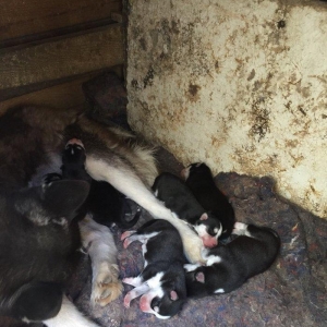 Salam temiz xaski balaları satılır erkek dişi var 1 aylıq balalardı 4