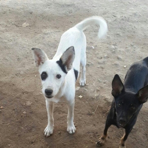 doqquz ayligdilar zvanok itler qara disidi ag erke