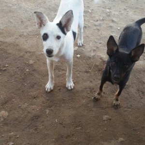 doqquz ayligdilar zvanok itler qara disidi ag erkeydi cutu 100 manat