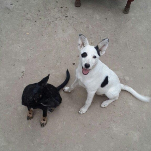 doqquz ayligdilar zvanok itler qara disidi ag erkeydi cutu 100 manat