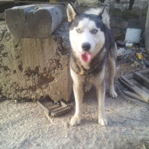 Shekil oz shekilidi. Gozleri goydu. Butun vaksinalari vurulub 7 ayliqd