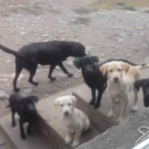 100 manata temiz lablador babari satiram 5 gun vaxtim var gedirem xari