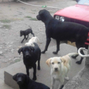 100 manata temiz lablador babari satiram 5 gun vaxtim var gedirem xari