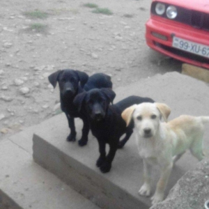 100 manata temiz lablador babari satiram 5 gun vaxtim var gedirem xari