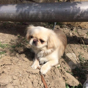 diwi pekines 1,7 ayliq cute getmiyib