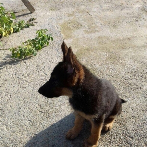 Ovcarka satilir  Sentiyabrin 6 si anadan olub Diwi