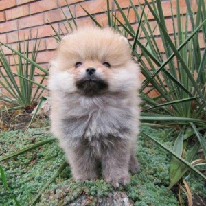 Предлагаются померанцы. На фото реальные щенки. Первые три фотки -три