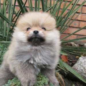 Предлагаются померанцы. На фото реальные щенки. Первые три фотки -три