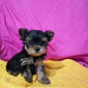 Продаются йорки. Мальчик и �