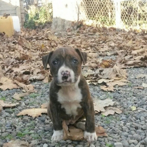 1 ay 10 gunluk temiz qan pitbull kucuyudur disidir