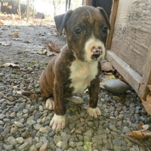 1 ay 10 gunluk temiz qan pitbull kucuyudur disidir.trafli melumat ucun