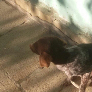 ov iti balasi temiz ov itidir. 5 ayliq dir disi itdir  reyal aliciya.