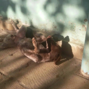 ov iti balasi temiz ov itidir. 5 ayliq dir disi itdir  reyal aliciya.