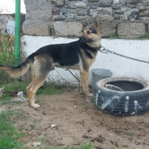 nemes avcarkasi satilir erkeydir cox super aktiv itdir heyetin axranas