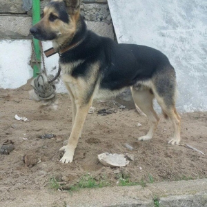 nemes avcarkasi satilir erkeydir cox super aktiv itdir heyetin axranas