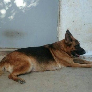 Cistokrovnie nemeckie ovcarki. Na foto mat. Otec t