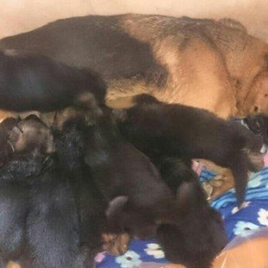 Cistokrovnie nemeckie ovcarki. Na foto mat. Otec toje est tolko po wat