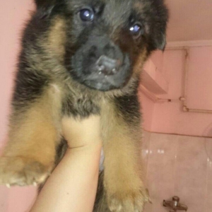 Cistokrovnie nemeckie ovcarki. Na foto mat. Otec toje est tolko po wat