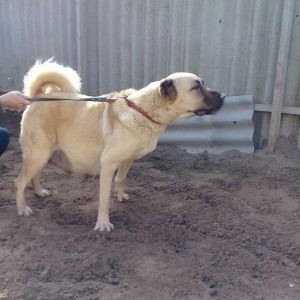 satlir hamiledi doguwna az qalib cox az qalib rial