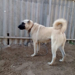 satlir kan kaldi hamiledi barter yoxdu fikri ciddi