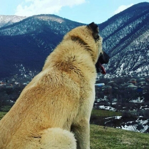 yerli alabay 1yas 7 ayin itidi oyredilmis soze qulaq asan yeri gelende