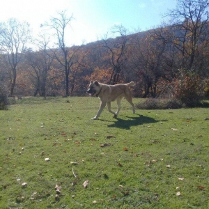 yerli alabay 1yas 7 ayin itidi oyredilmis soze qulaq asan yeri gelende