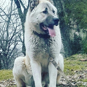 yerli alabay 1yas 7 ayin itidi oyredilmis soze qulaq asan yeri gelende