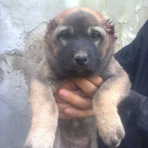 Erkekdi 36 qünlükdü. yerli sortdur.hürməyə başlıyıb.Sağlam və