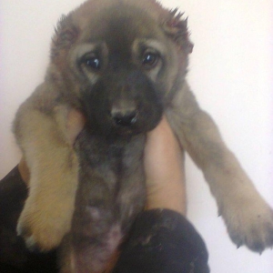 Erkekdi 36 qünlükdü. yerli sortdur.hürməyə başlıyıb.Sağlam və