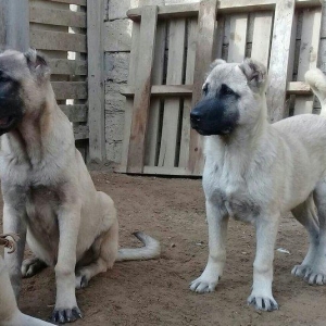 satlir cinsi kan kal erkeydi elave mellumat whatsa