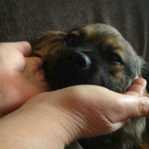 Pekines karlevskiy sortdu. Cox geseng itdi. Herseyi vurulubdu. Cudesti