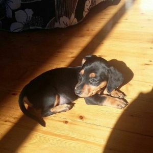 Продаются щенки таксы 1, 5 ме