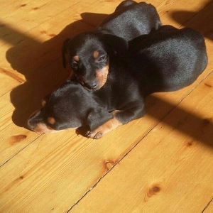 Продаются щенки таксы 1, 5 месяца,  девочки, 50 AZN звонить на моб.