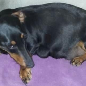 Продаются щенки таксы 1, 5 месяца,  девочки, 50 AZN звонить на моб.