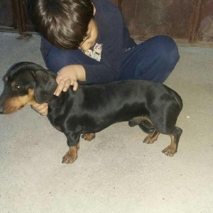 Продаются щенки таксы 1, 5 месяца,  девочки, 50 AZN звонить на моб.