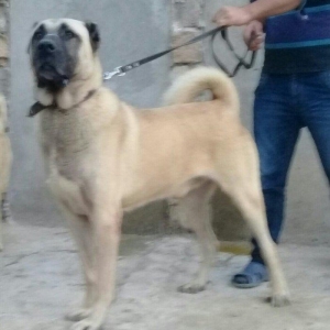 Kangal 3 ay yarim. Boyuk it atasidir.