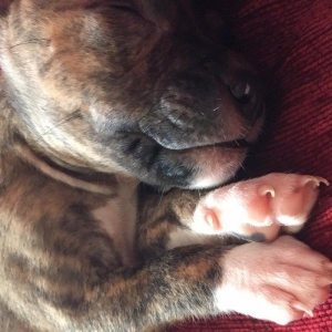 Temiz pitbull balalari satilir. Qiymet 150 azn tec