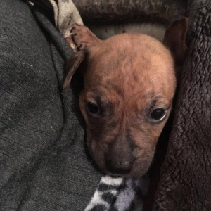 Temiz pitbull balalari satilir. Qiymet 150 azn tecili satilir barter o